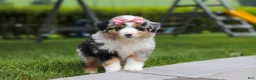 Miniature Australian Shepherd dogs for sale: Brittany - Ad 4