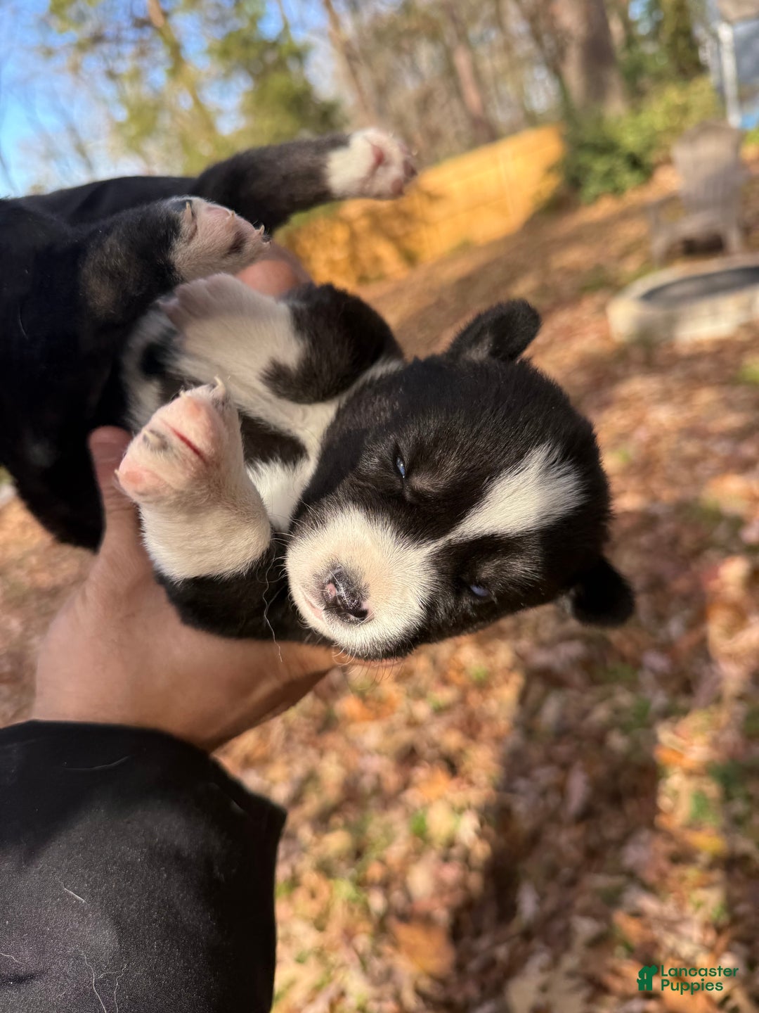 Siberian Husky dogs for sale: Excalibur - Ad 5
