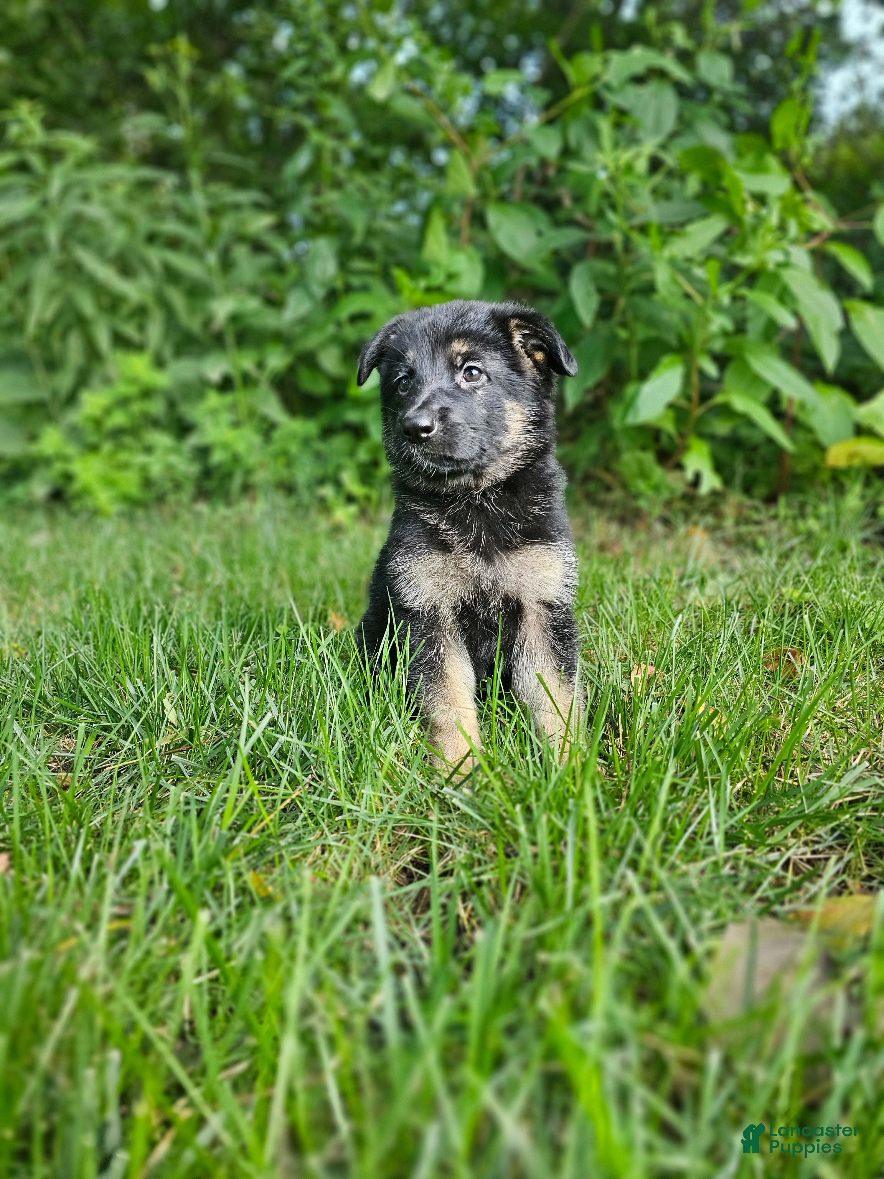 German Shepherd dogs Abby  - Ad 2