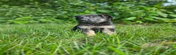 German Shepherd dogs for sale: Abby  - Ad 2