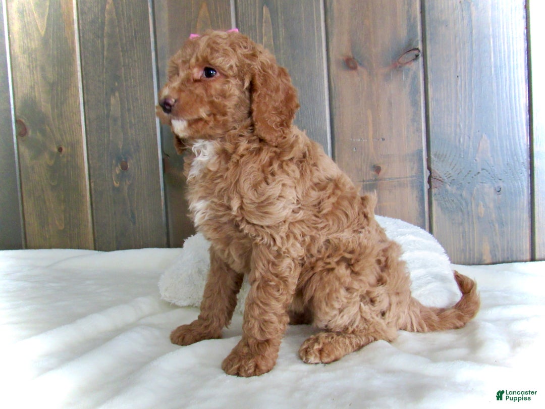 Mini Goldendoodle dogs for sale: Chloe - Ad 8