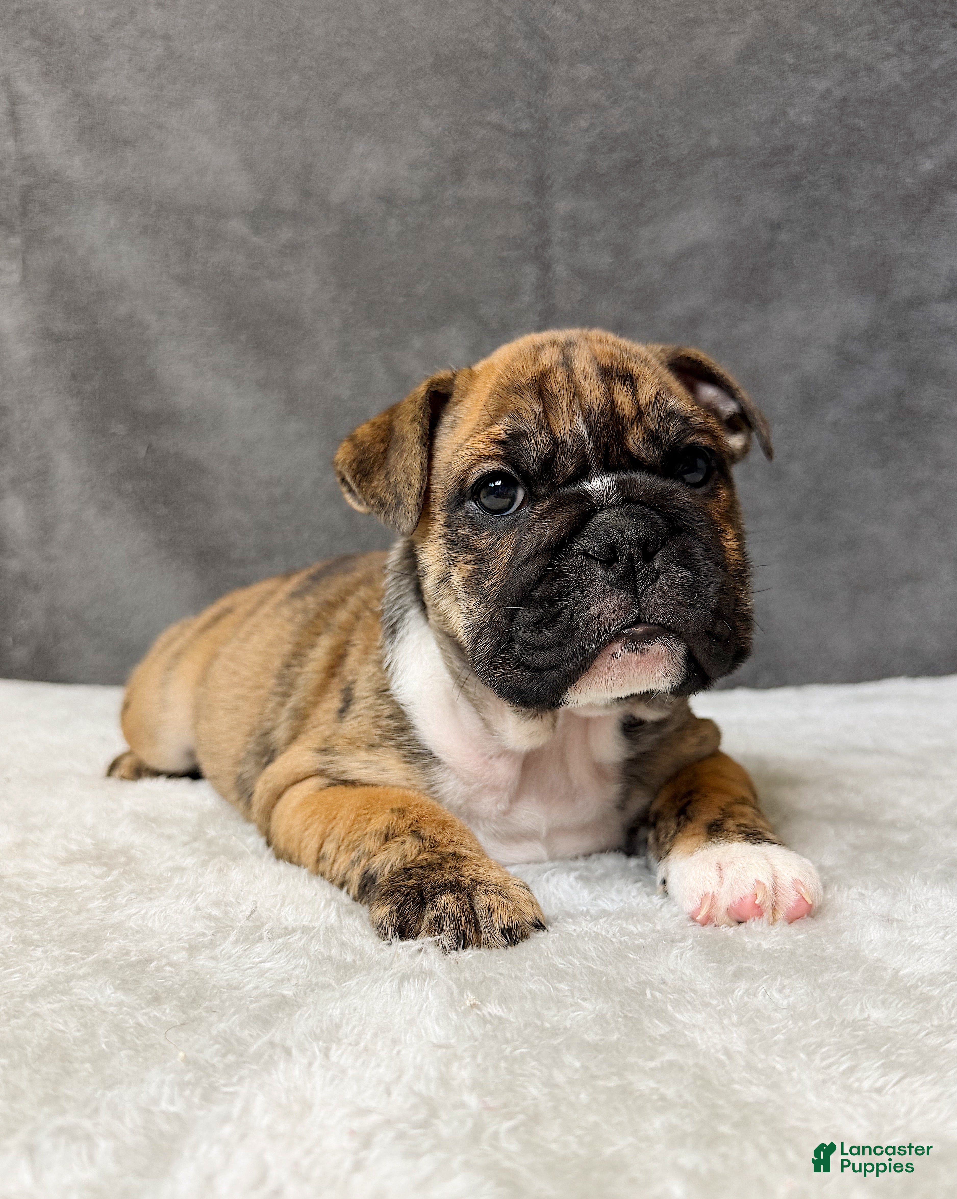 English Bulldog dogs Maple - Ad 40