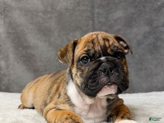 English Bulldog dogs Maple - Ad 31