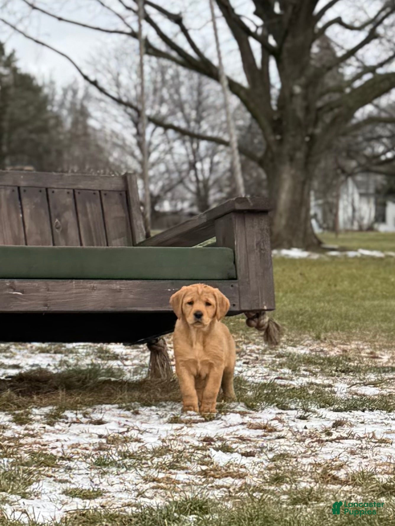 Mixed Breed dogs Honeybun - Ad 20