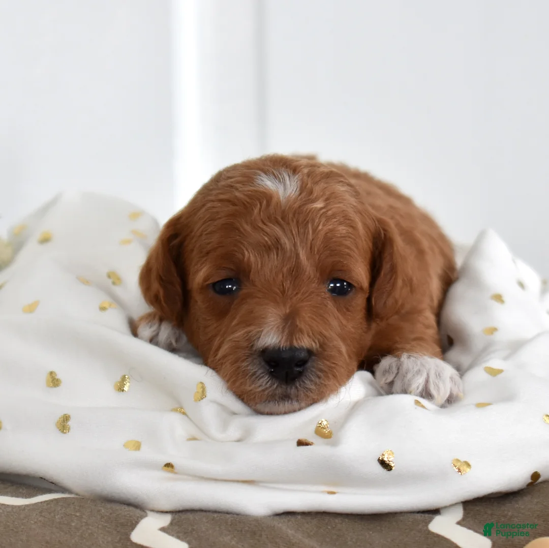 Toy Poodle dogs for sale: Palmer  - Ad 2