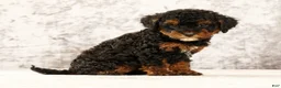 Havapoo dogs for sale: Doogie - Ad 7