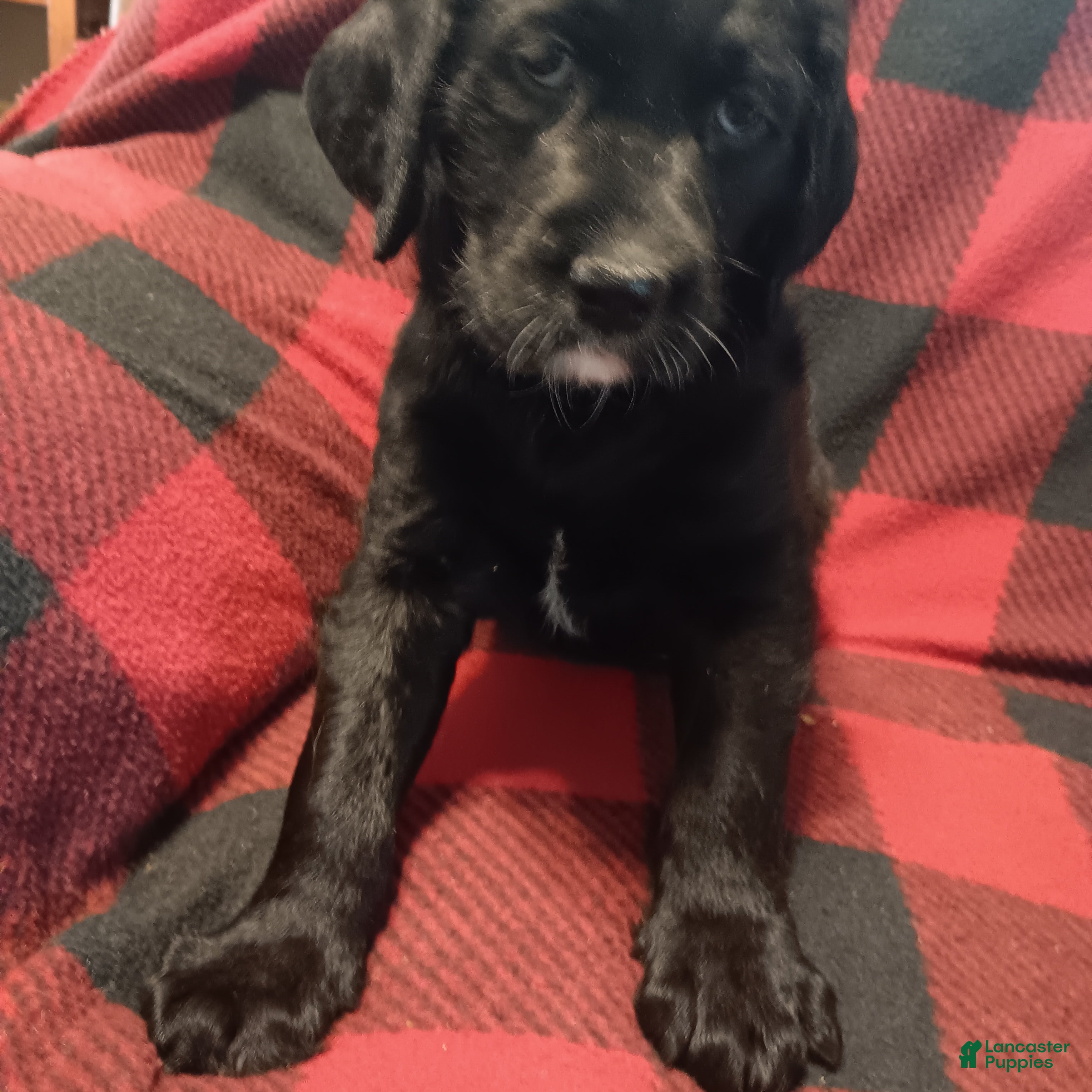 Labradoodle dogs Labradoodle 4 - Ad 1