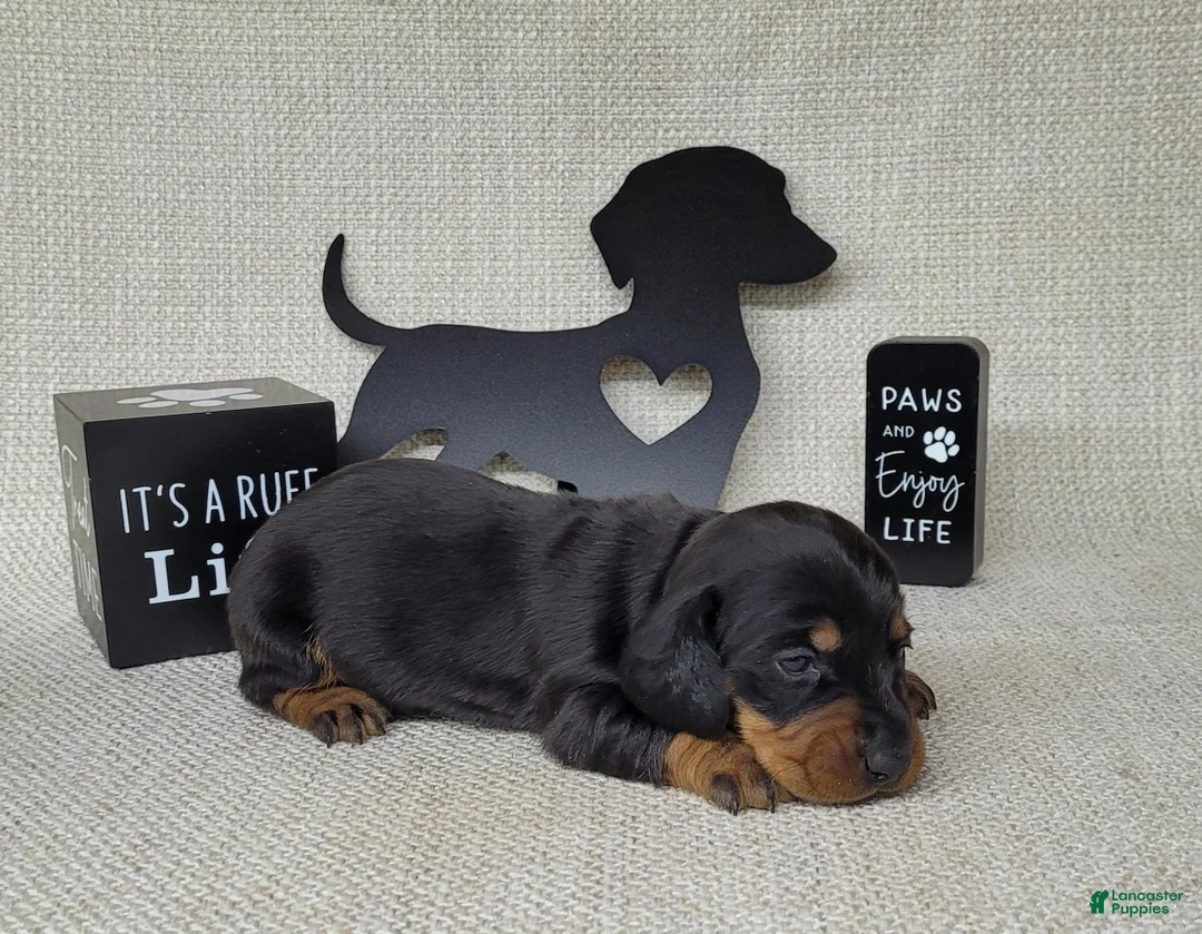 Miniature Dachshund dogs for sale: Sofia AKC - Ad 6