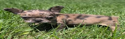 French Bulldog dogs for sale: French Vanilla - Ad 5