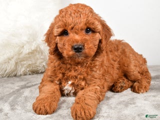 Goldendoodle dogs - Ad 15