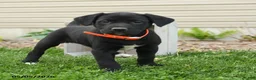 Mixed Breed dogs for sale: Barney - Ad 3