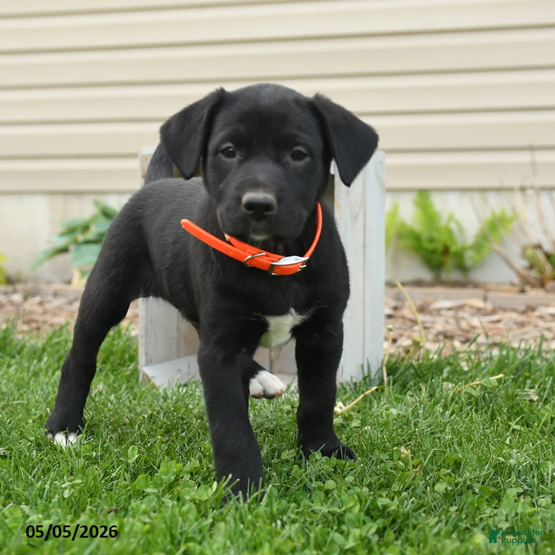 Mixed Breed dogs for sale: Barney - Ad 3