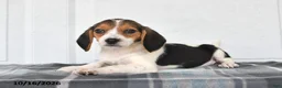 Beagle dogs for sale: Poppy - Ad 3