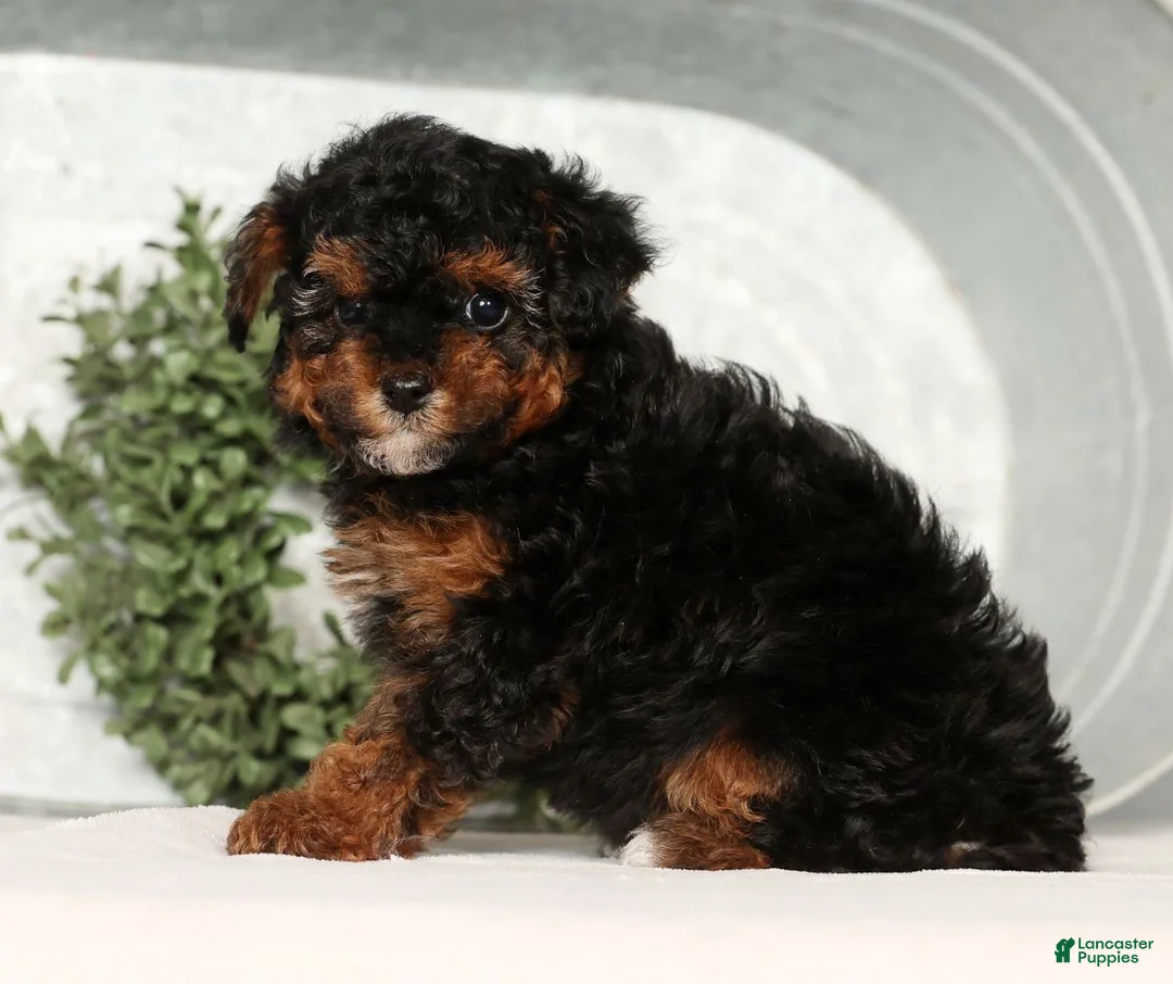 Toy Poodle dogs for sale: Marshey - Ad 7