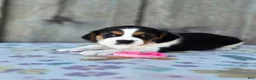 Beaglier dogs for sale: Lucy - Ad 1