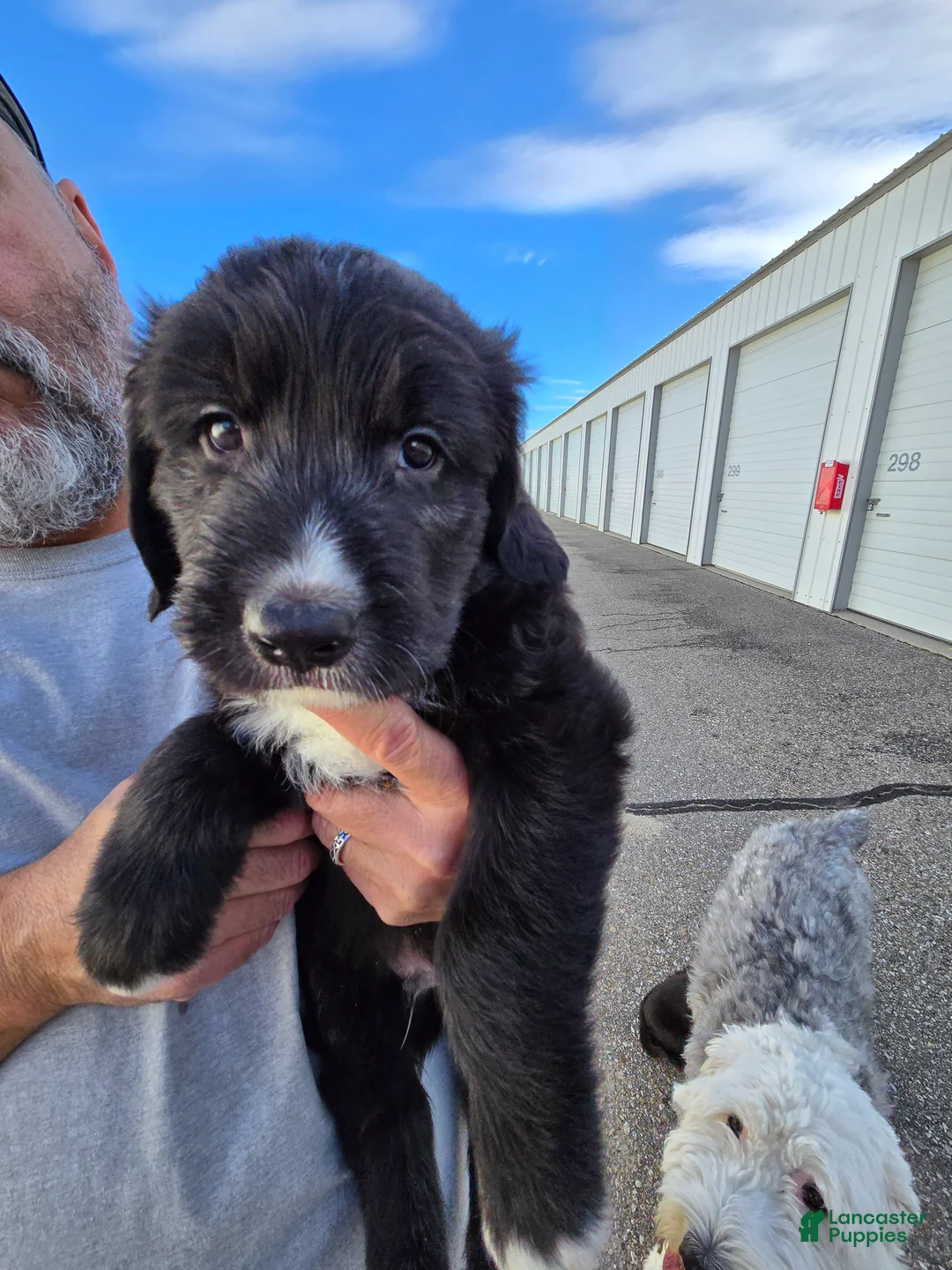 Mixed Breed dogs for sale: Blaze - Ad 2