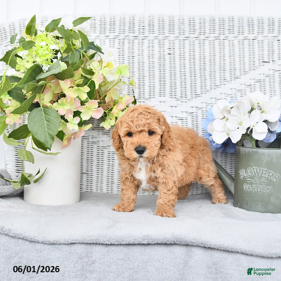 Mini Aussiedoodle dogs Teddy - Ad 2