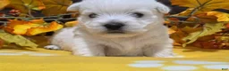 West Highland Terrier dogs for sale: Zoey - Ad 3