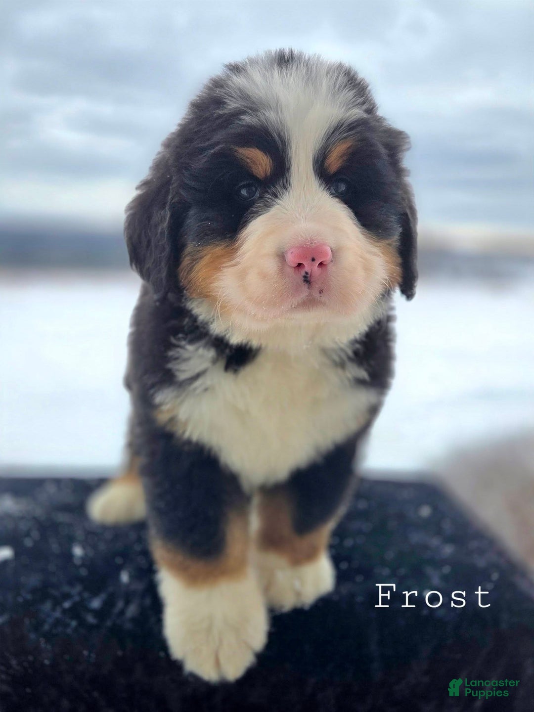 Bernese Mountain Dog dogs for sale: Frost - Ad 2