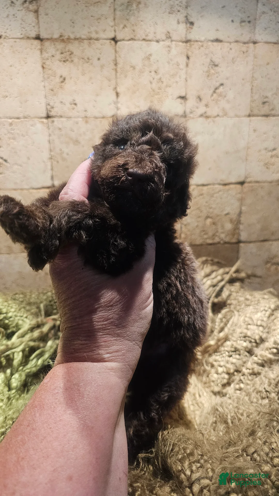 Goldendoodle dogs for sale: Buster Goldendoodle Puppy 4 - Ad 1