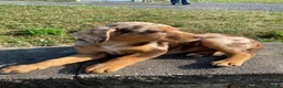 Mixed Breed dogs for sale: Arlo - Ad 3