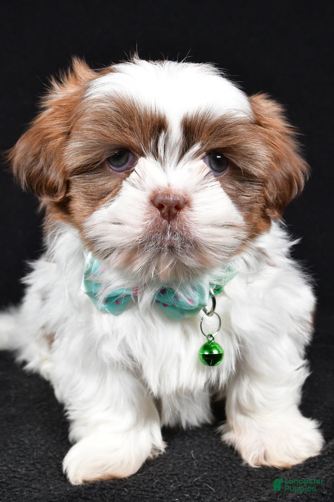 Shih Tzu dogs for sale: Flicker - Ad 6