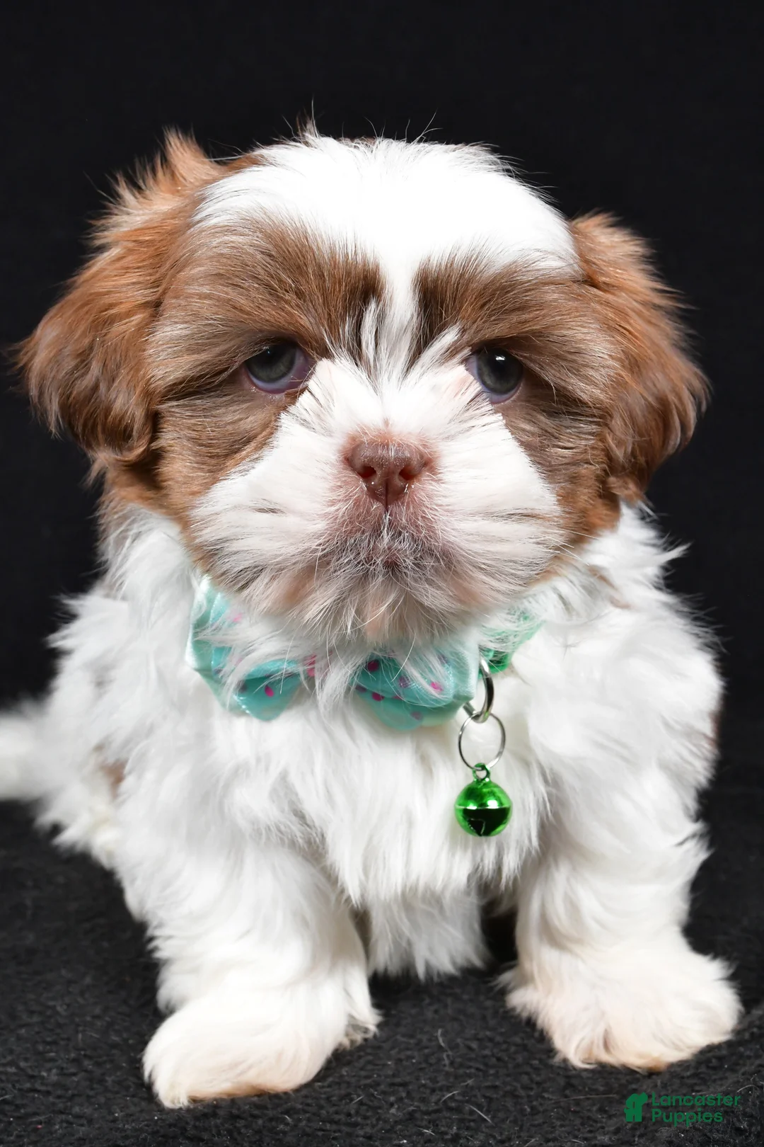 Shih Tzu dogs for sale: Flicker - Ad 6