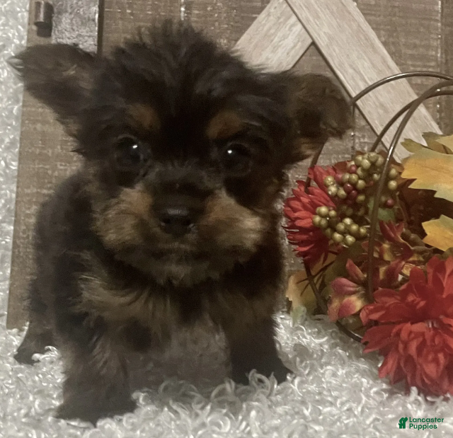 Yorkshire Terrier dogs Snoop - Ad 10