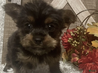 Yorkshire Terrier dogs Snoop - Ad 16