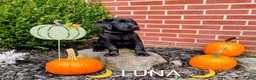 Labrador Retriever dogs for sale: CHESTER 🦴 - Ad 7