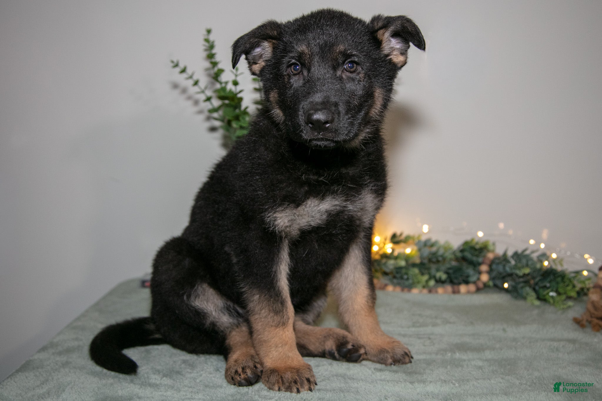 German Shepherd dogs Poppy - Ad 1