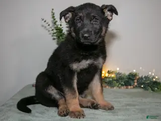 German Shepherd dogs for sale: Poppy - Ad 2