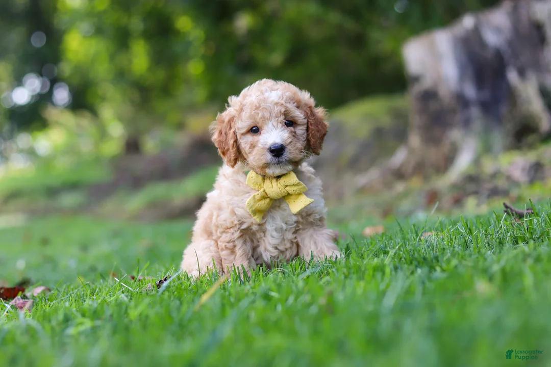 Mini Goldendoodle dogs for sale: Denali - Ad 2
