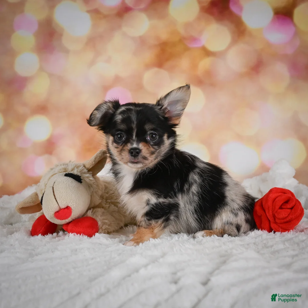 Chihuahua dogs for sale: Bridget - Ad 2