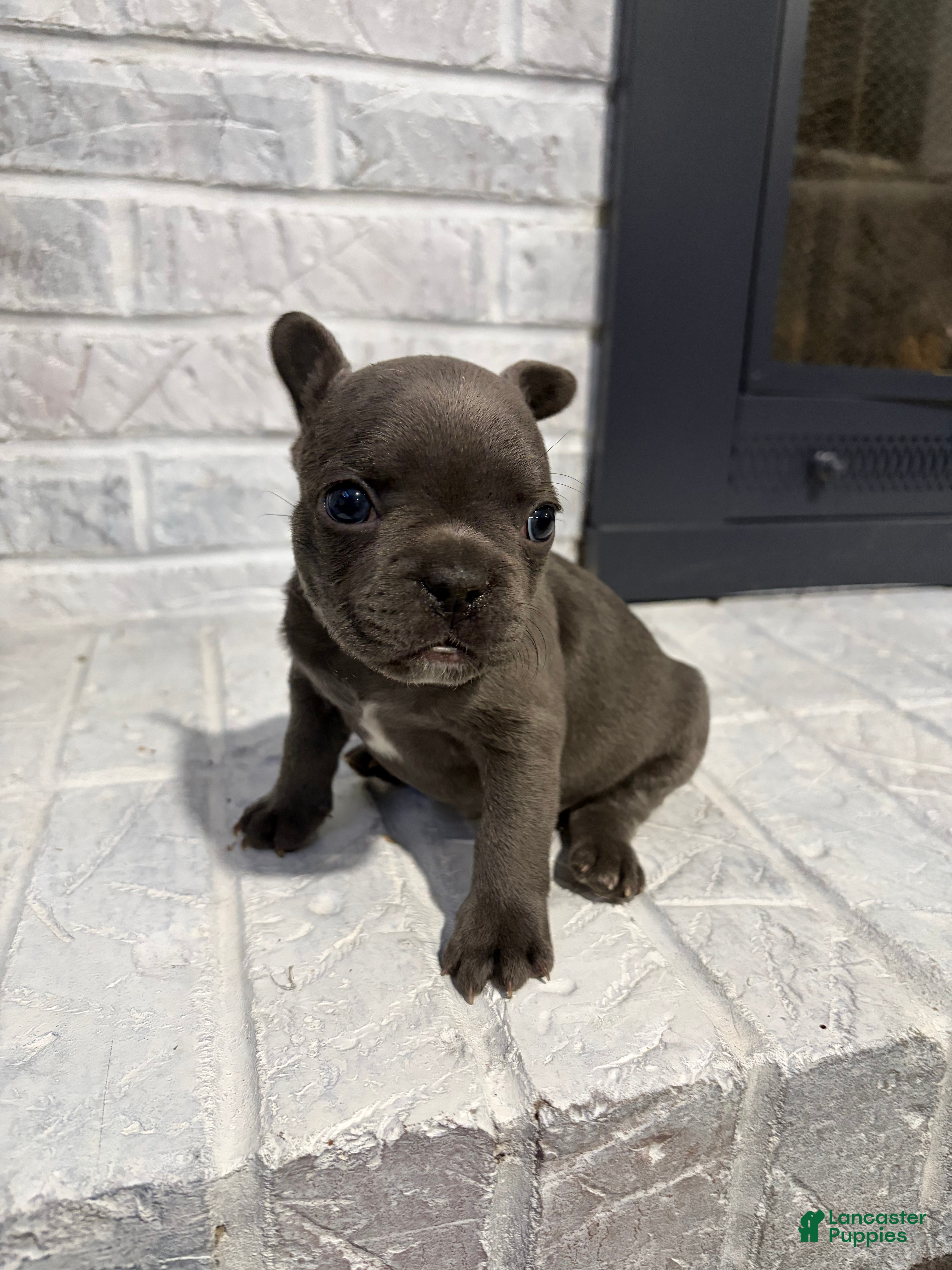 French Bulldog dogs Tiny - Ad 42