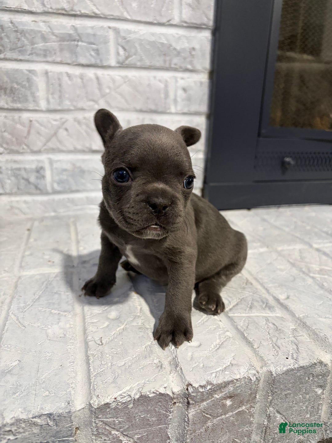 French Bulldog dogs for sale: Tiny - Ad 1