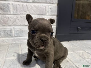 French Bulldog dogs Tiny - Ad 11