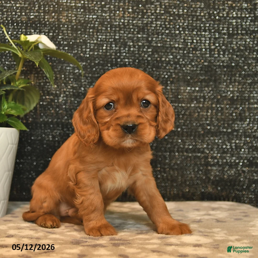 Cockalier dogs for sale: Viking  - Ad 2