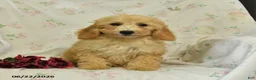 Mini Goldendoodle dogs for sale: Mckenzie - Ad 5