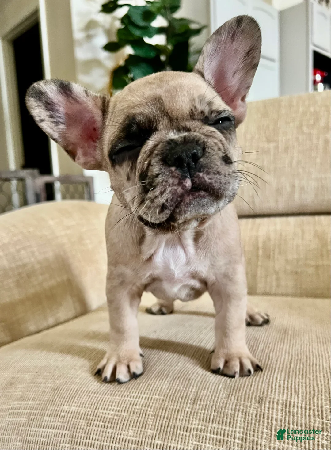French Bulldog dogs for sale: Grace - Ad 4