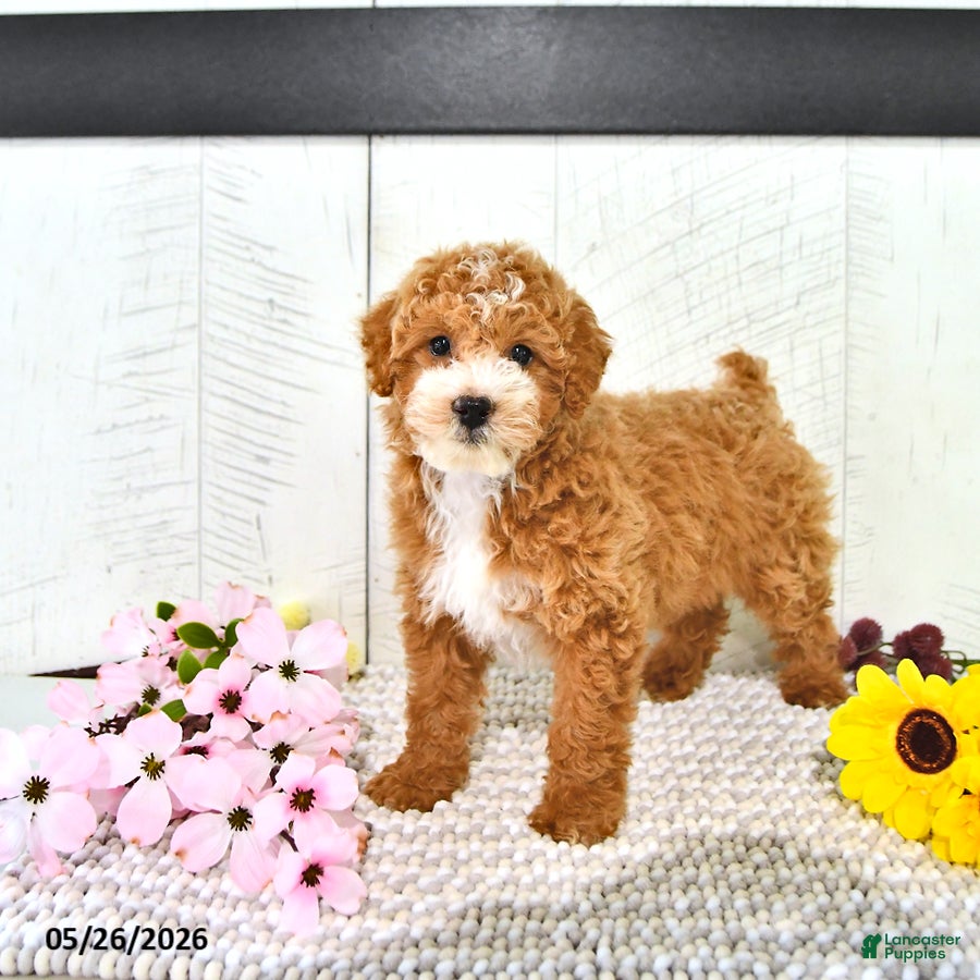 Miniature Poodle dogs Randall - Ad 1
