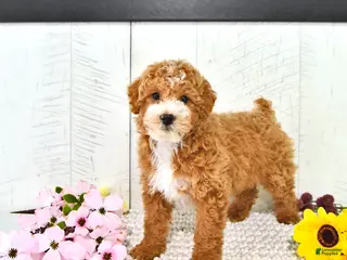 Miniature Poodle dogs for sale: Randall - Ad 2