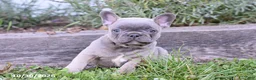French Bulldog dogs for sale: Tyler - Ad 3