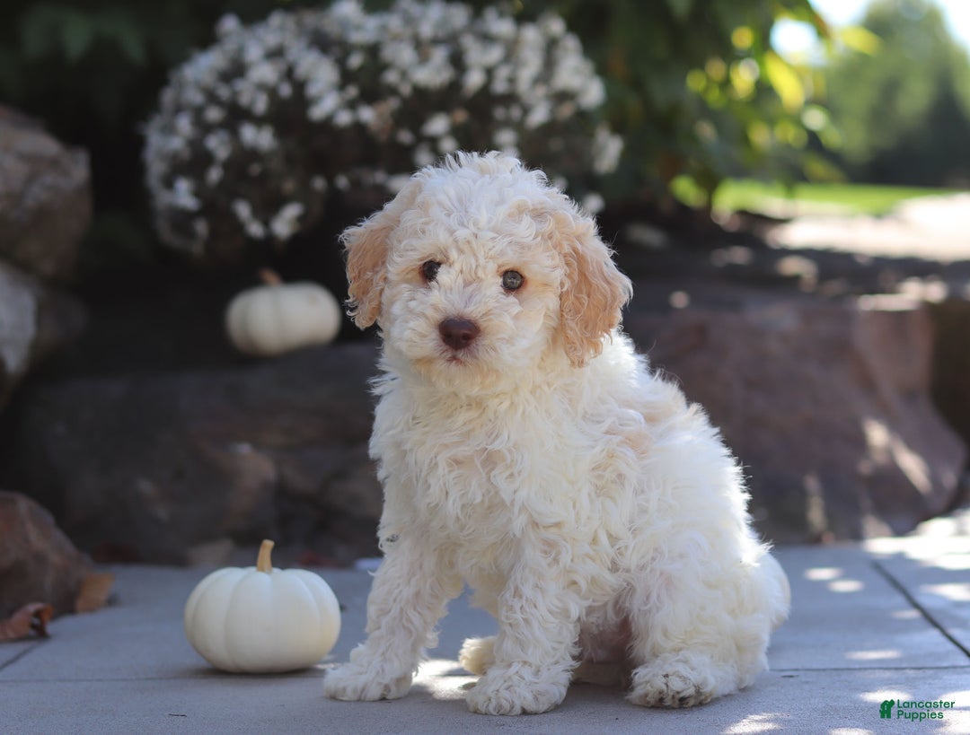 Lagotto Romagnolo dogs for sale: Cruz - Ad 3