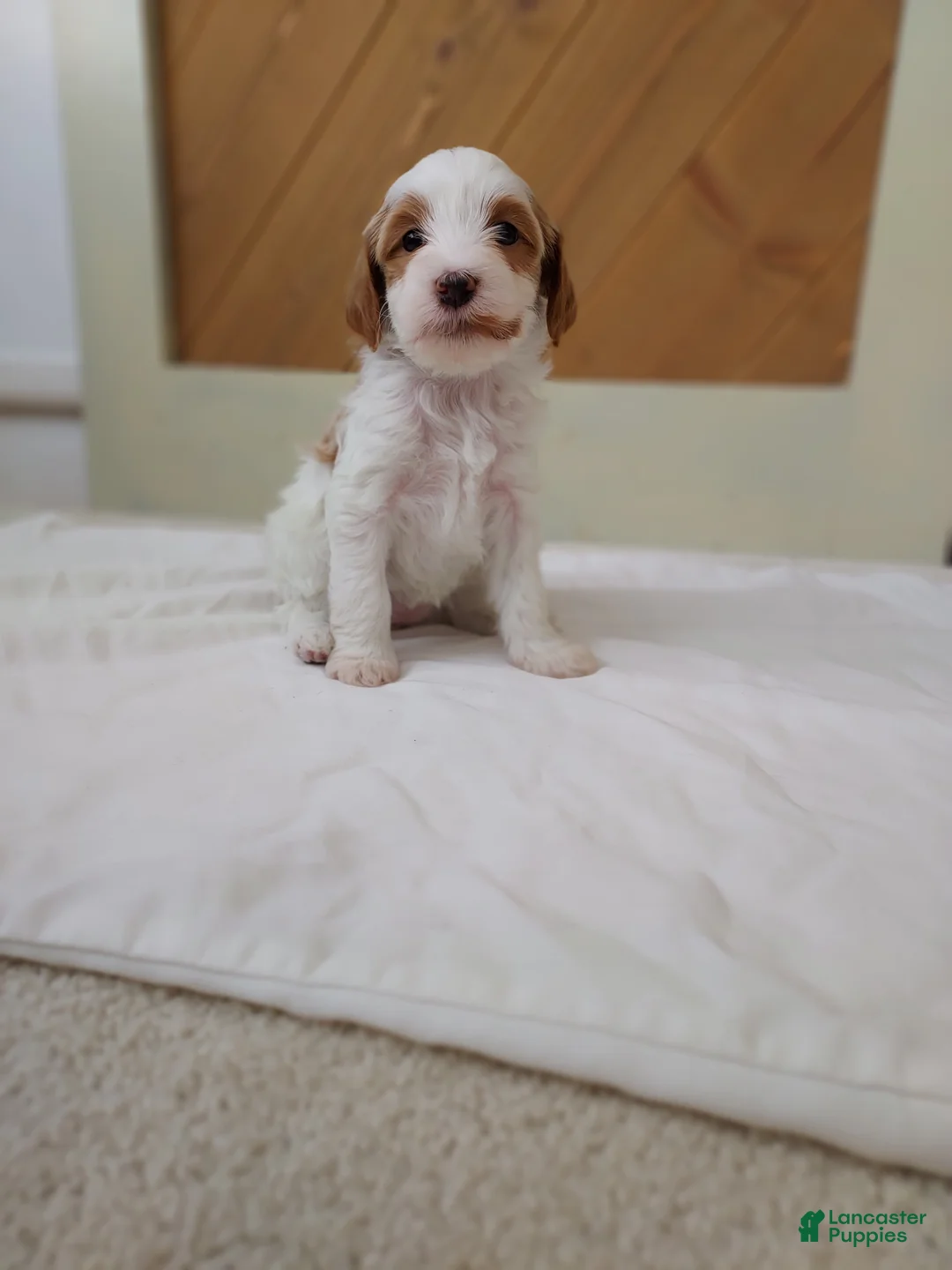 Cavapoo dogs for sale: Blossom - Ad 3