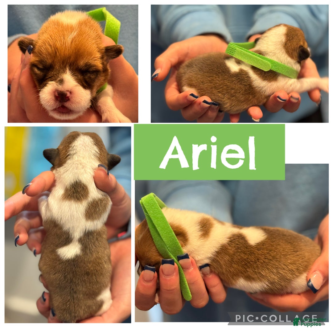 Welsh Corgi Pembroke dogs for sale: Ariel - green - Ad 1