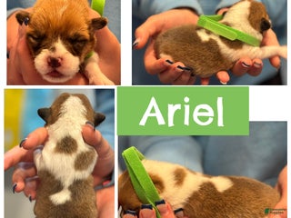 Welsh Corgi Pembroke dogs Ariel - green - Ad 21