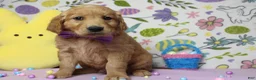 Golden Retriever dogs for sale: Benji - Ad 7