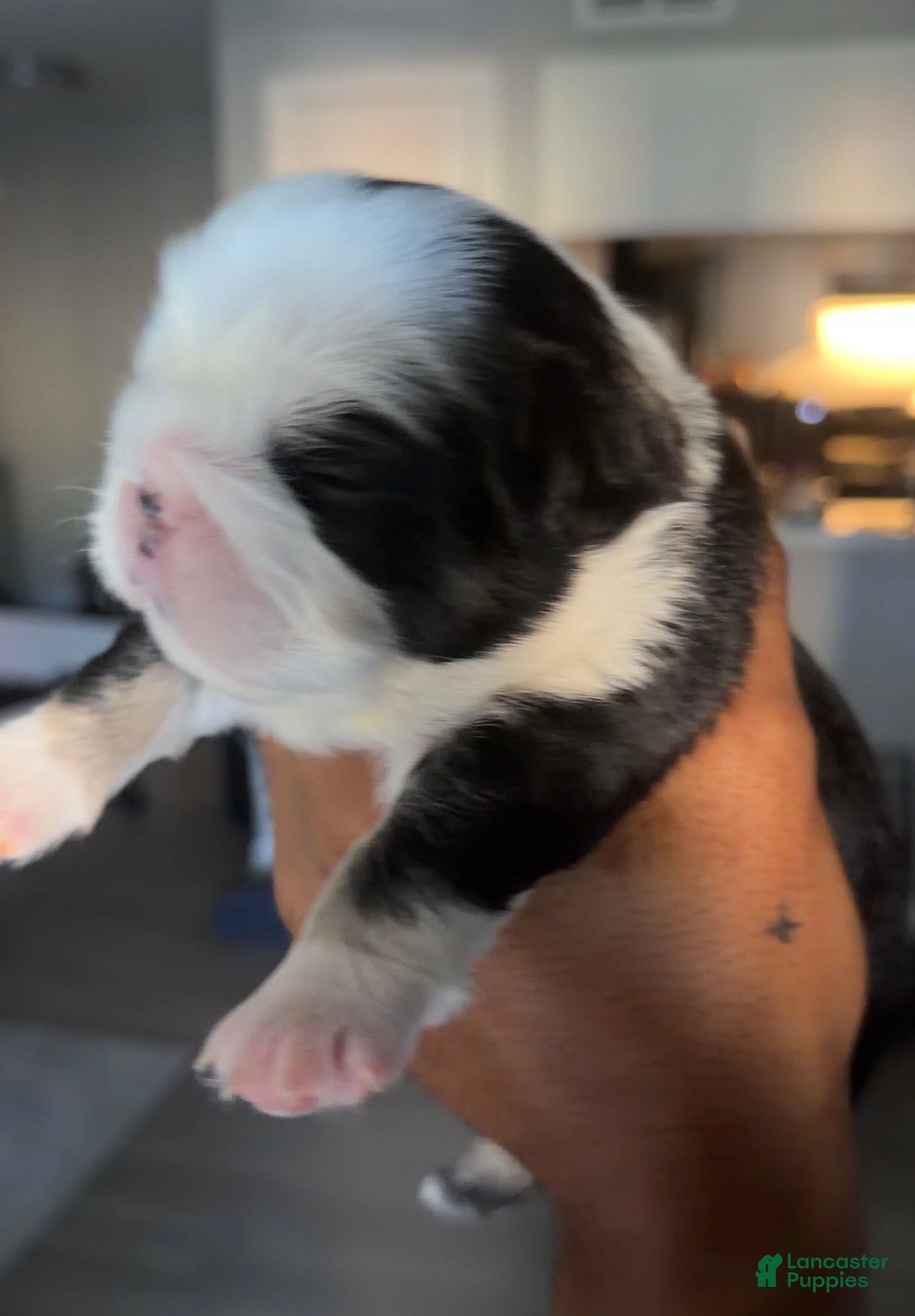 French Bulldog dogs Diamond  - Ad 2