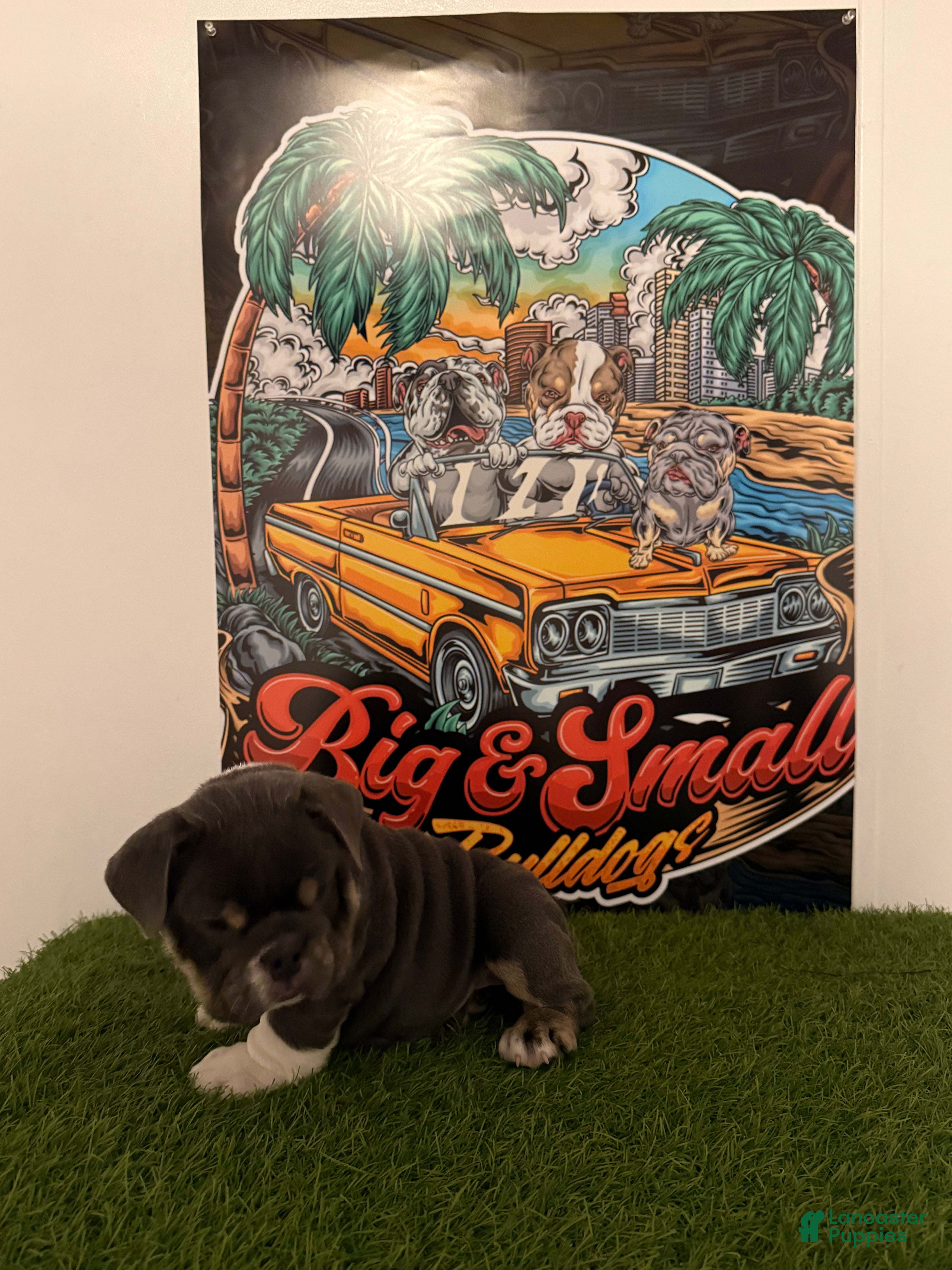 English Bulldog dogs Princess Peach - Ad 2